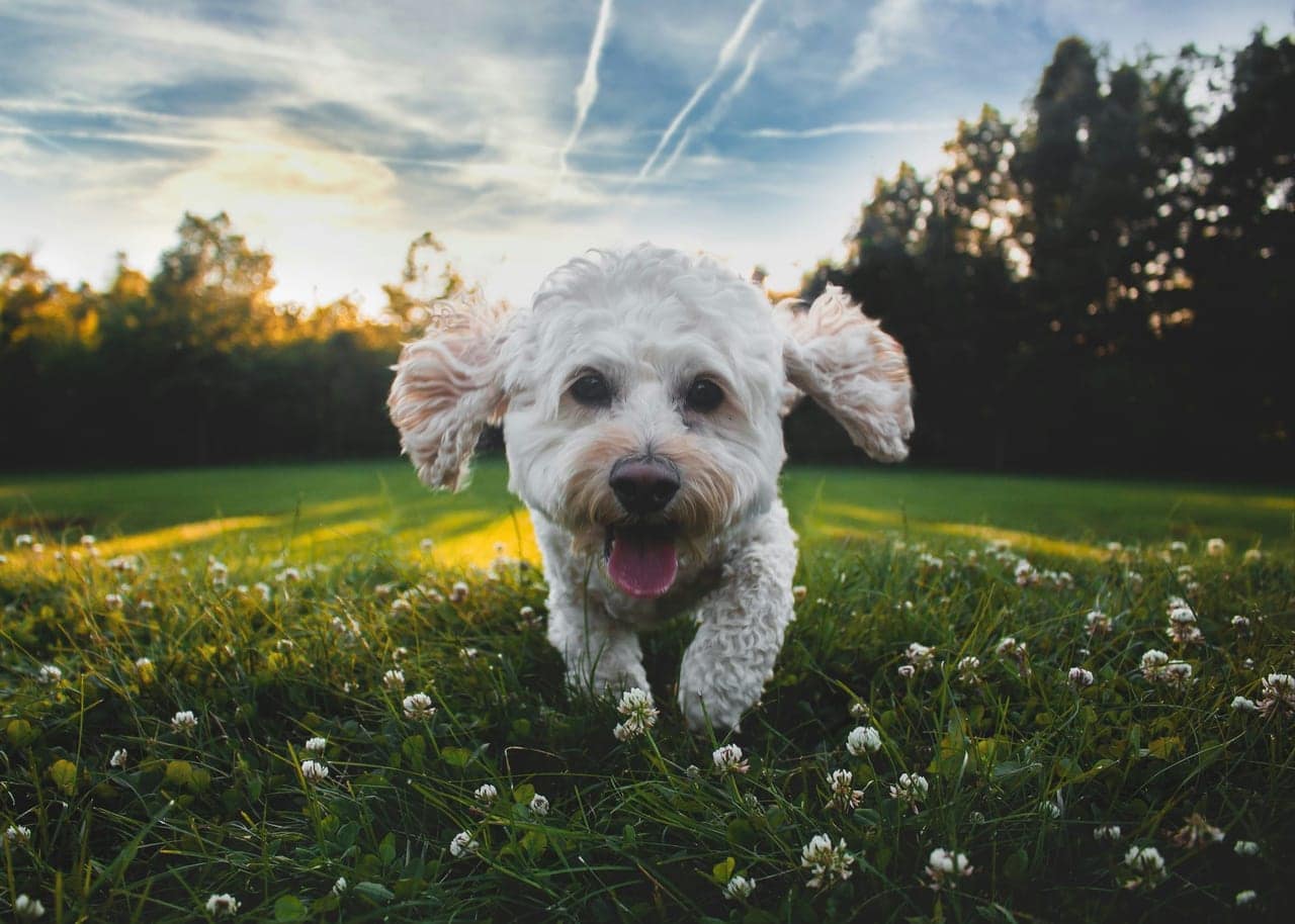 Un chien heureux court dans un terrain clôturé et verdoyant